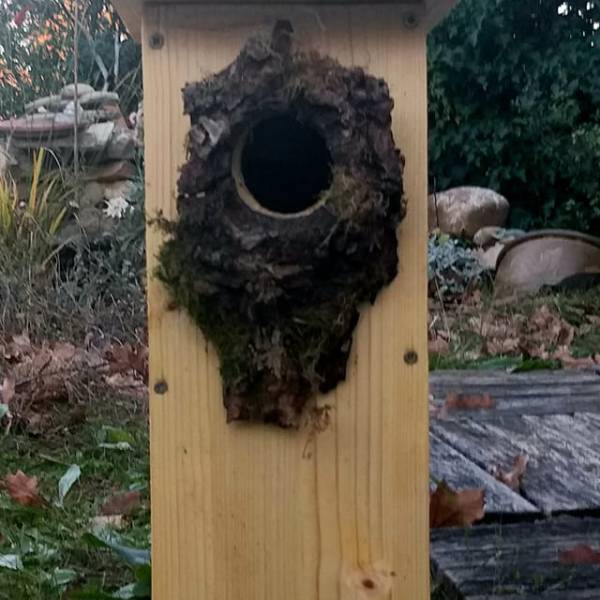 Un nichoir pour Pic&nbsp;Epeiche