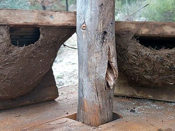 Quand l&rsquo;eco-construction rencontre l&rsquo;ornithologie