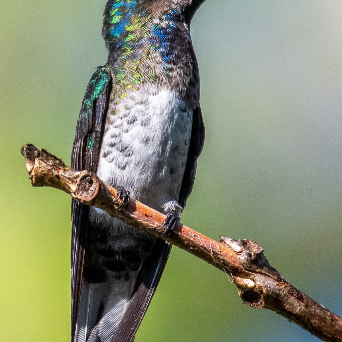 Le magnifique Colibri&nbsp;Jacobin