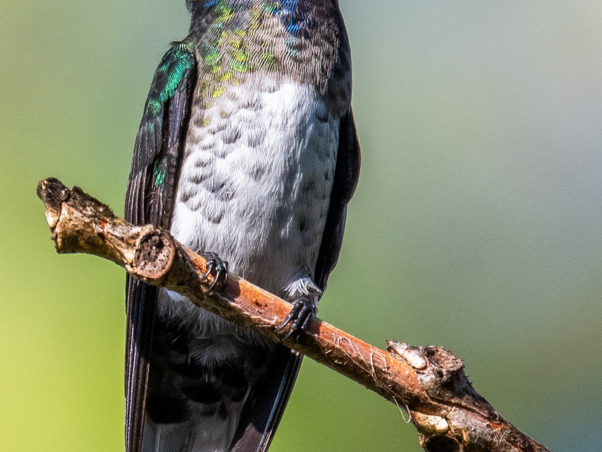 Le magnifique Colibri&nbsp;Jacobin