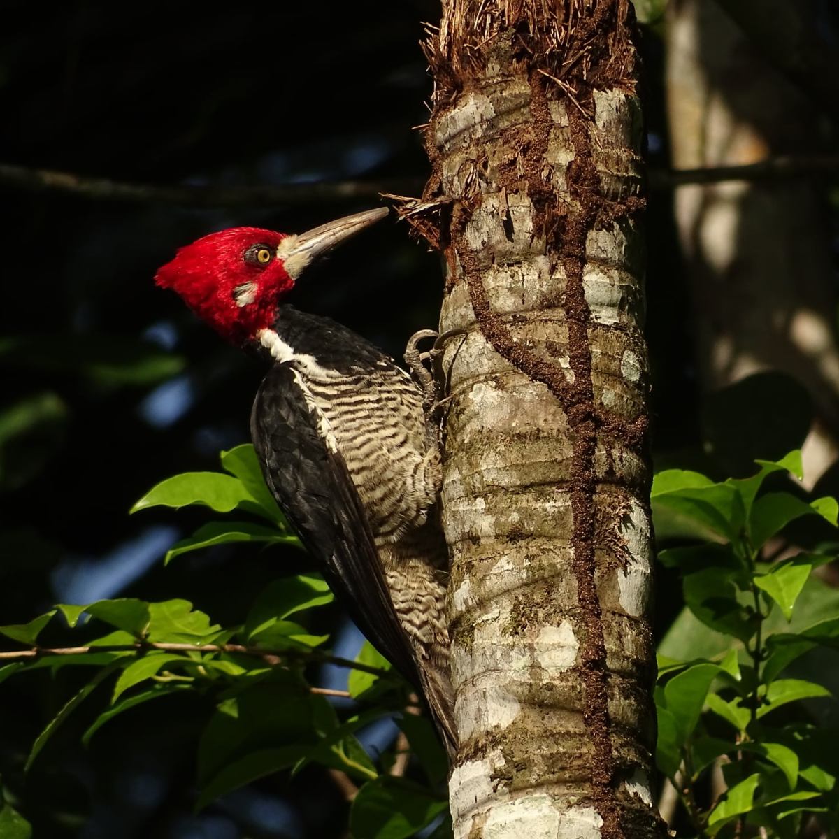 2 faits peu connus chez les Pics&nbsp;: