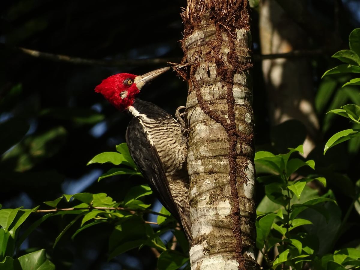 2 faits peu connus chez les Pics&nbsp;: