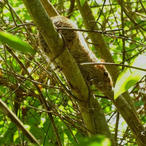 Le rat arboricole à nez&nbsp;rouge