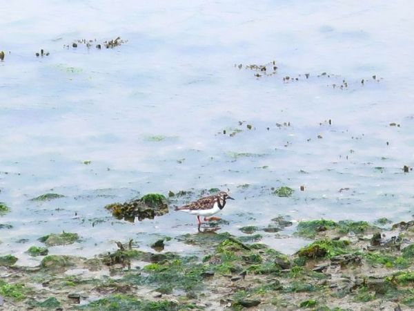 Un drôle d&rsquo;oiseau que vous rencontrerez peut-être pendant vos vacances en bord de mer&nbsp;!