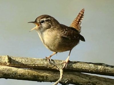 Troglodyte et lien du&nbsp;couple