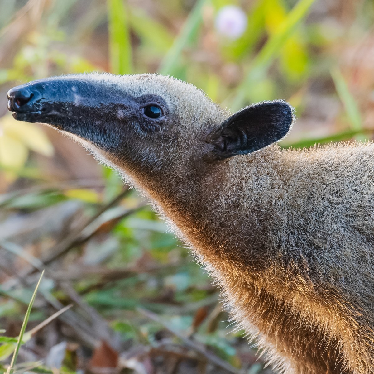Découvrons l&rsquo;étonnante vie du Tamandua&nbsp;!