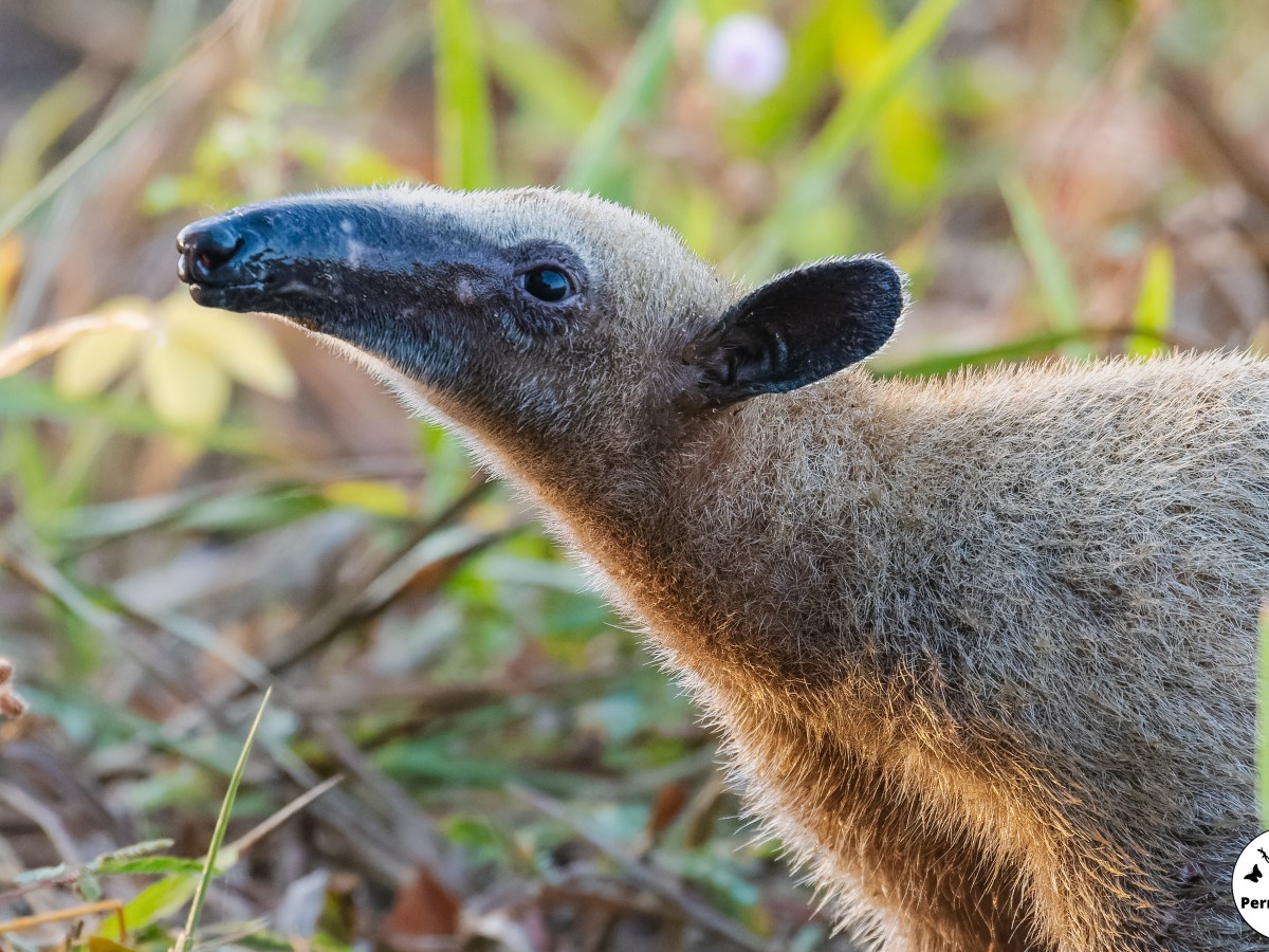 Découvrons l&rsquo;étonnante vie du Tamandua&nbsp;!