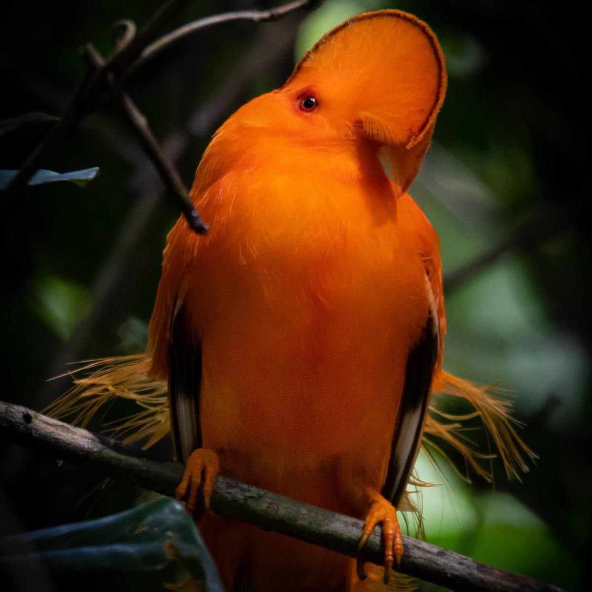 Un des oiseaux emblématiques d&rsquo;Amérique du sud et des pistes pour le protéger&nbsp;!