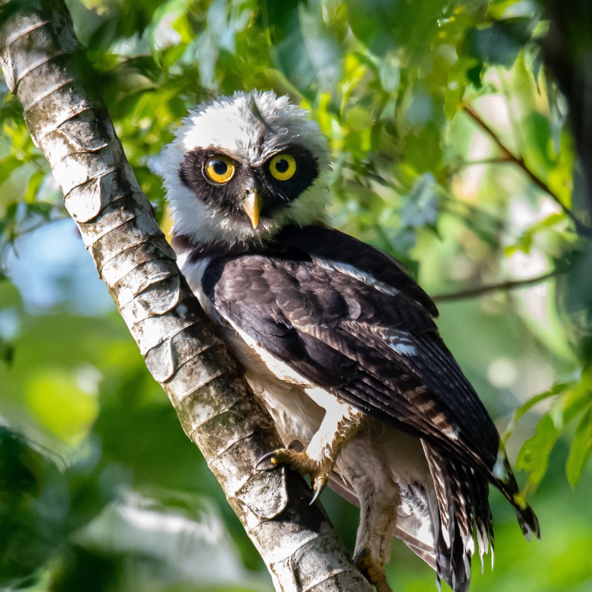 En savoir plus sur la Chouette à lunettes&nbsp;!