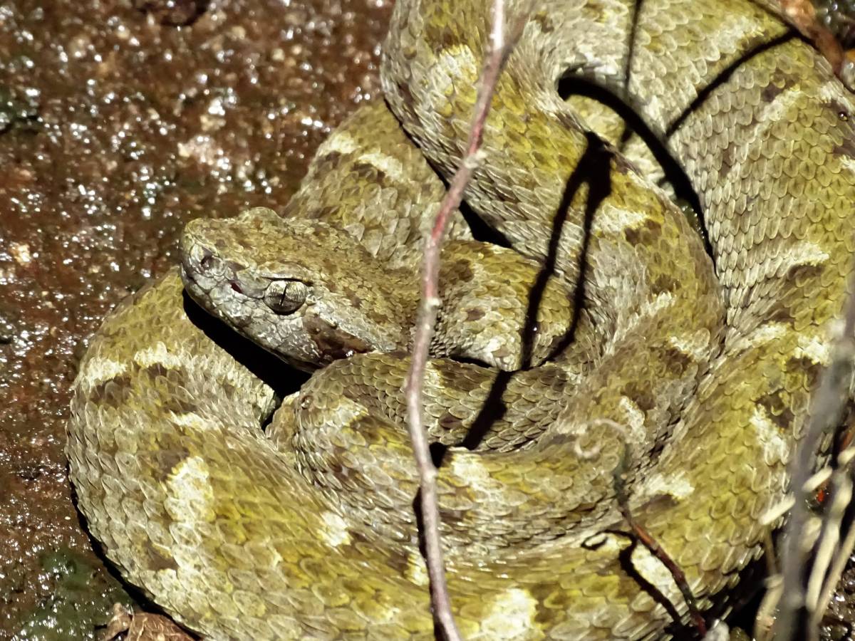 Le gardien de Savane roche&nbsp;Virginie