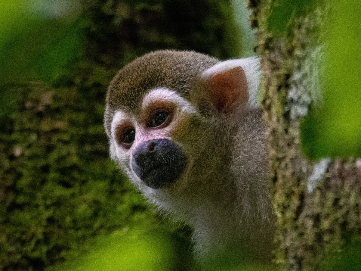 Le lutin de Noël de la forêt amazonienne&nbsp;!