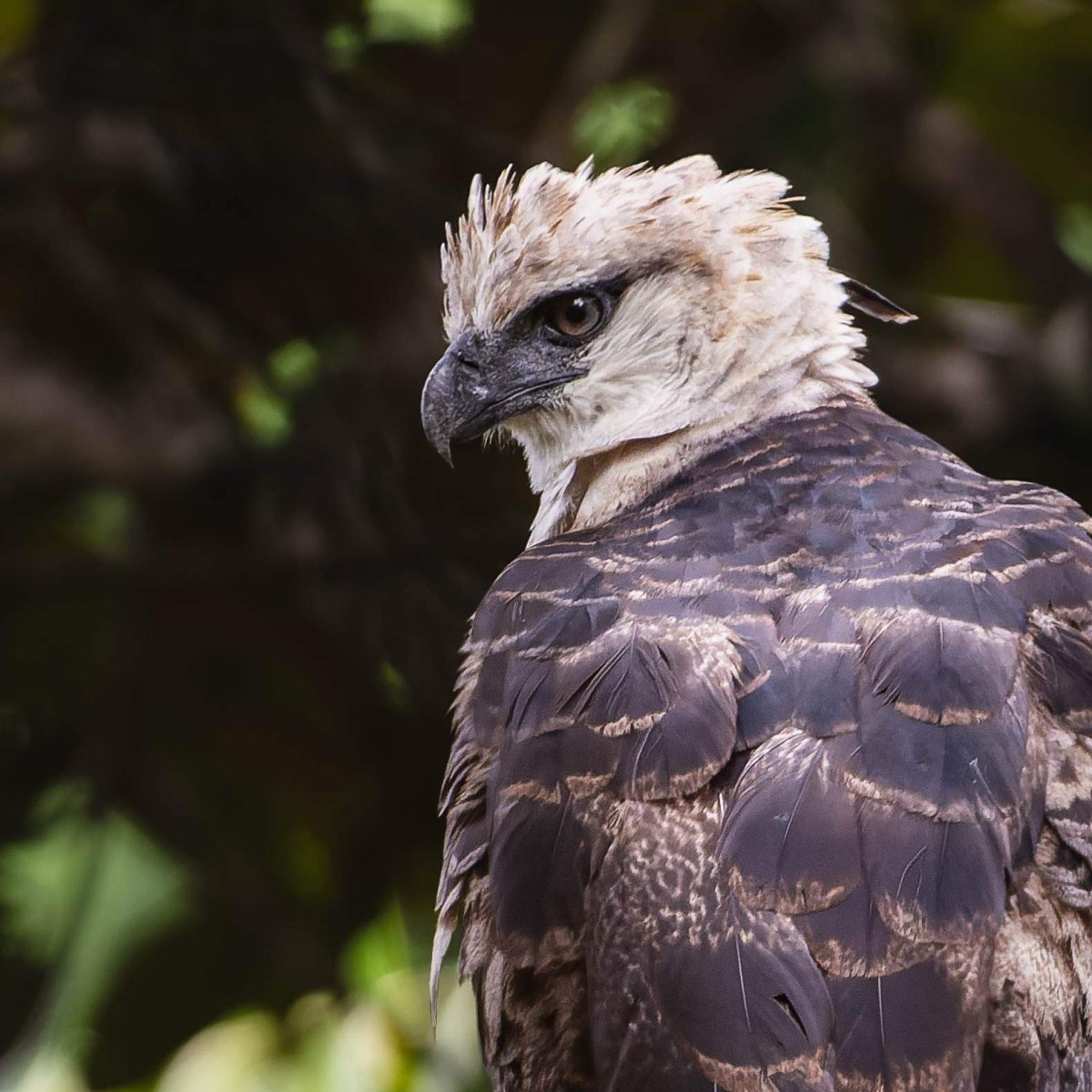 Incroyable rencontre avec la Harpie Huppée ! Un super prédateur de la forêt amazonienne&nbsp;!
