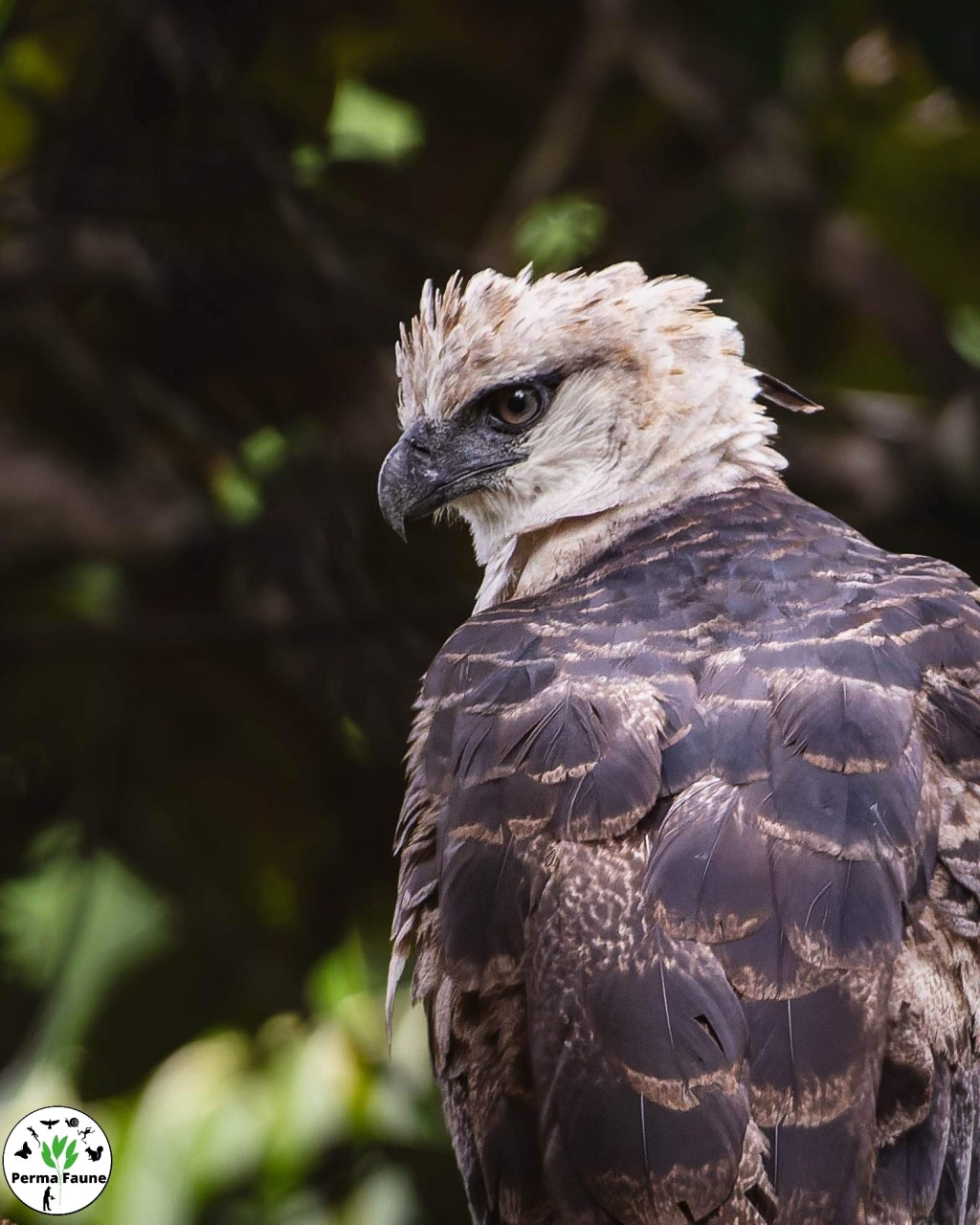 Incroyable rencontre avec la Harpie Huppée ! Un super prédateur de la forêt amazonienne !
