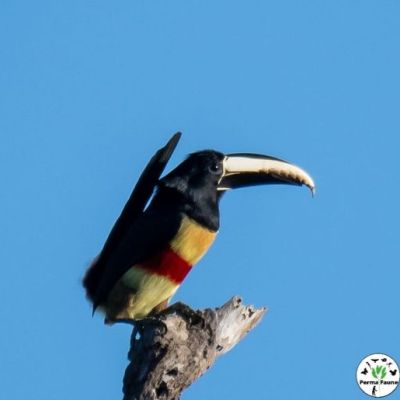 Les Toucans sont capables de redresser leurs queues à la verticale jusqu&rsquo;à toucher leur&nbsp;tête.