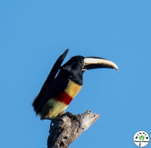 Les Toucans sont capables de redresser leurs queues à la verticale jusqu&rsquo;à toucher leur&nbsp;tête.