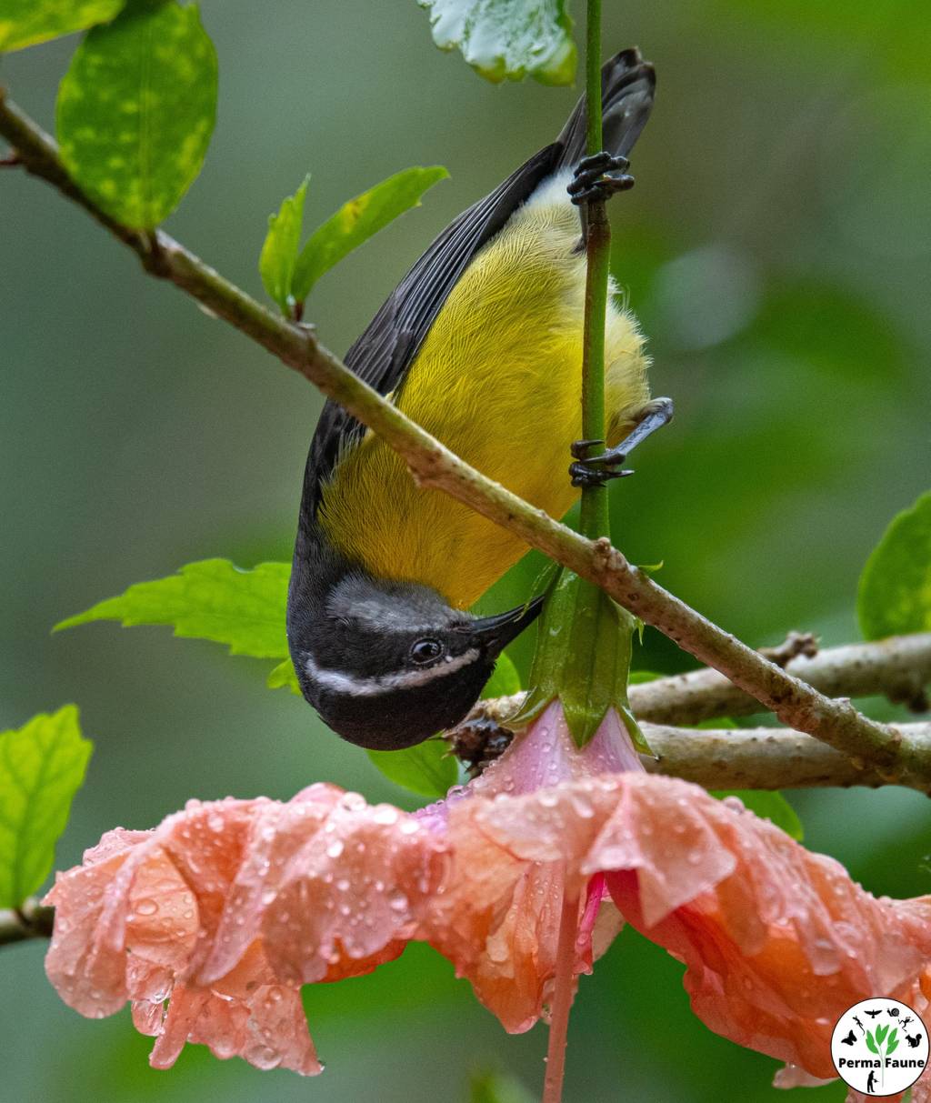 Le Sucrier à ventre jaune&nbsp;: