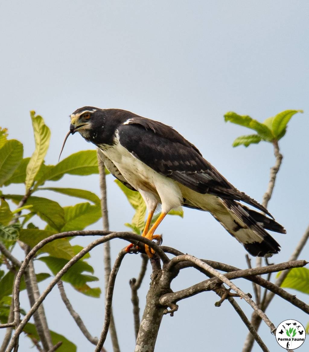 Le Busard de Buffon et sa proie&nbsp;!