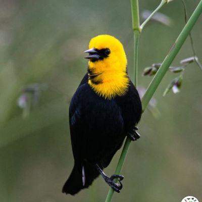 Le Carouge à&nbsp;capuchon