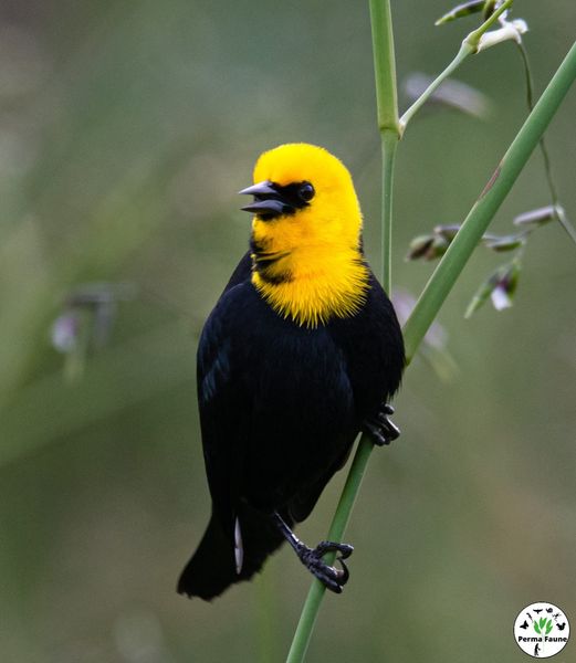 Le Carouge à&nbsp;capuchon