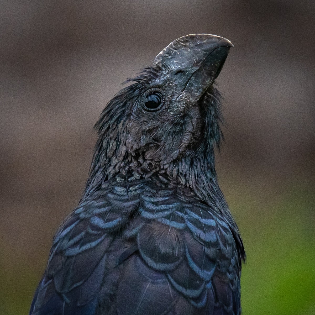 Tous les œufs dans le même panier&nbsp;!
