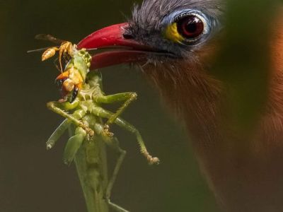 Le Piaye à ventre noir, son maquillage, sa proie et son invité&nbsp;!