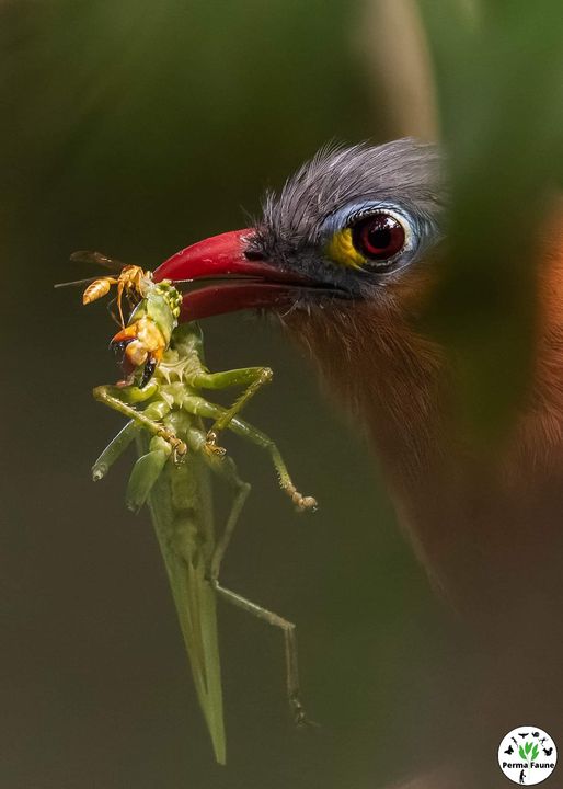 Le Piaye à ventre noir, son maquillage, sa proie et son invité&nbsp;!
