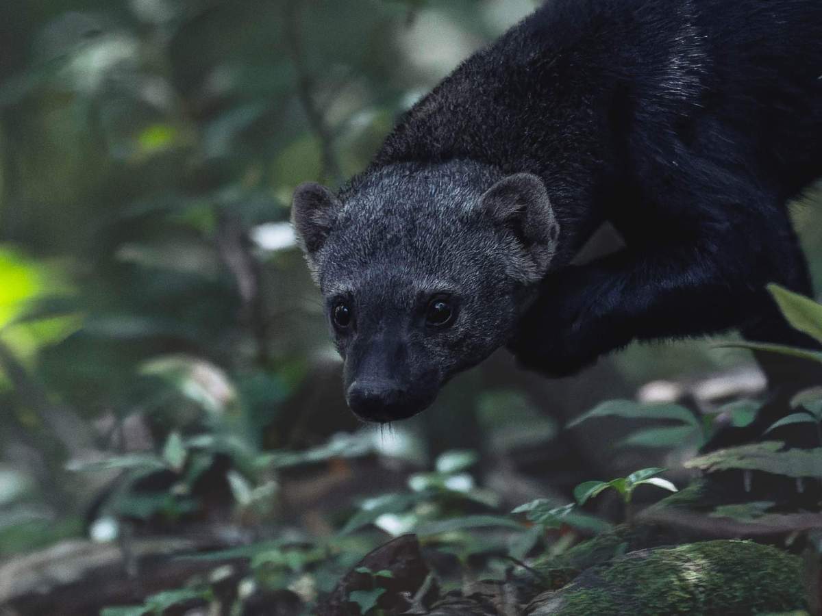 Un couple de Tayra pendant notre sortie du jour&nbsp;!