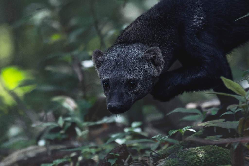 Un couple de Tayra pendant notre sortie du jour&nbsp;!