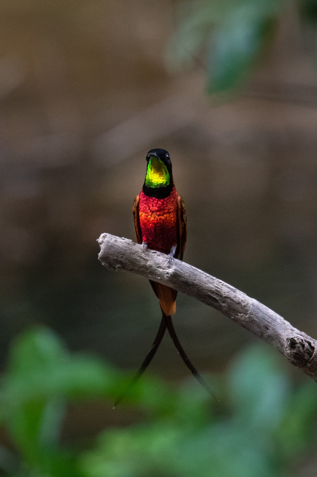Un des plus beaux oiseaux des&nbsp;Amériques!