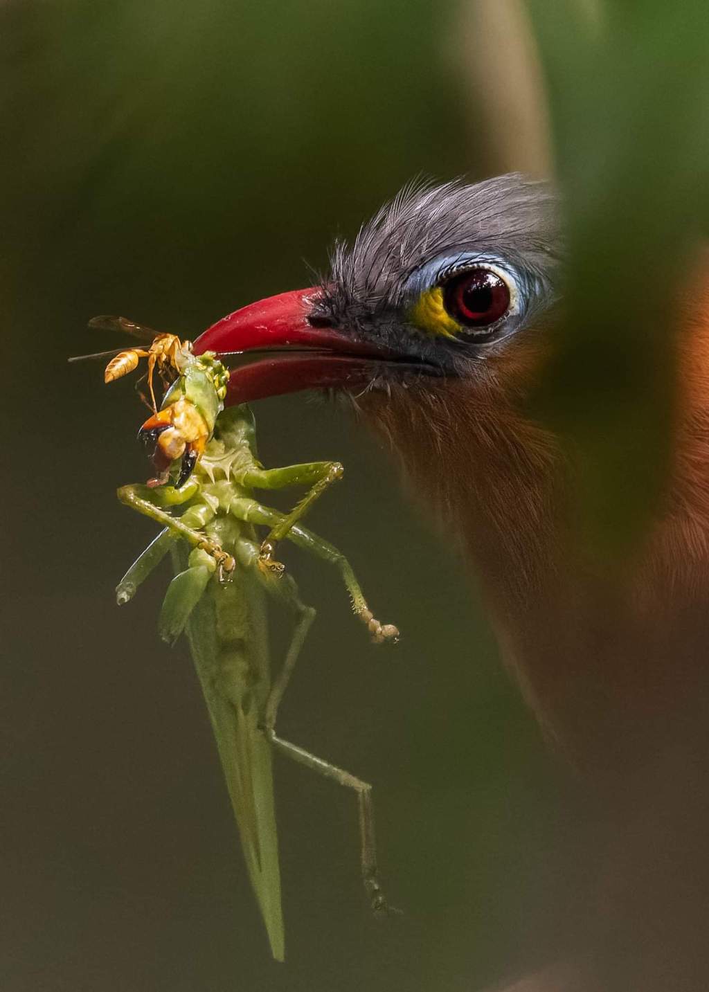 Le Piaye à ventre noir, son maquillage, sa proie et son invité&nbsp;!