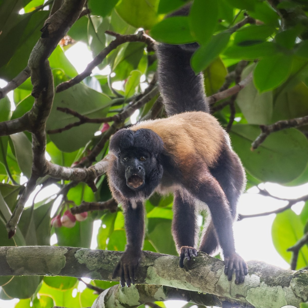 Le singe le plus difficile à observer en Guyane&nbsp;!