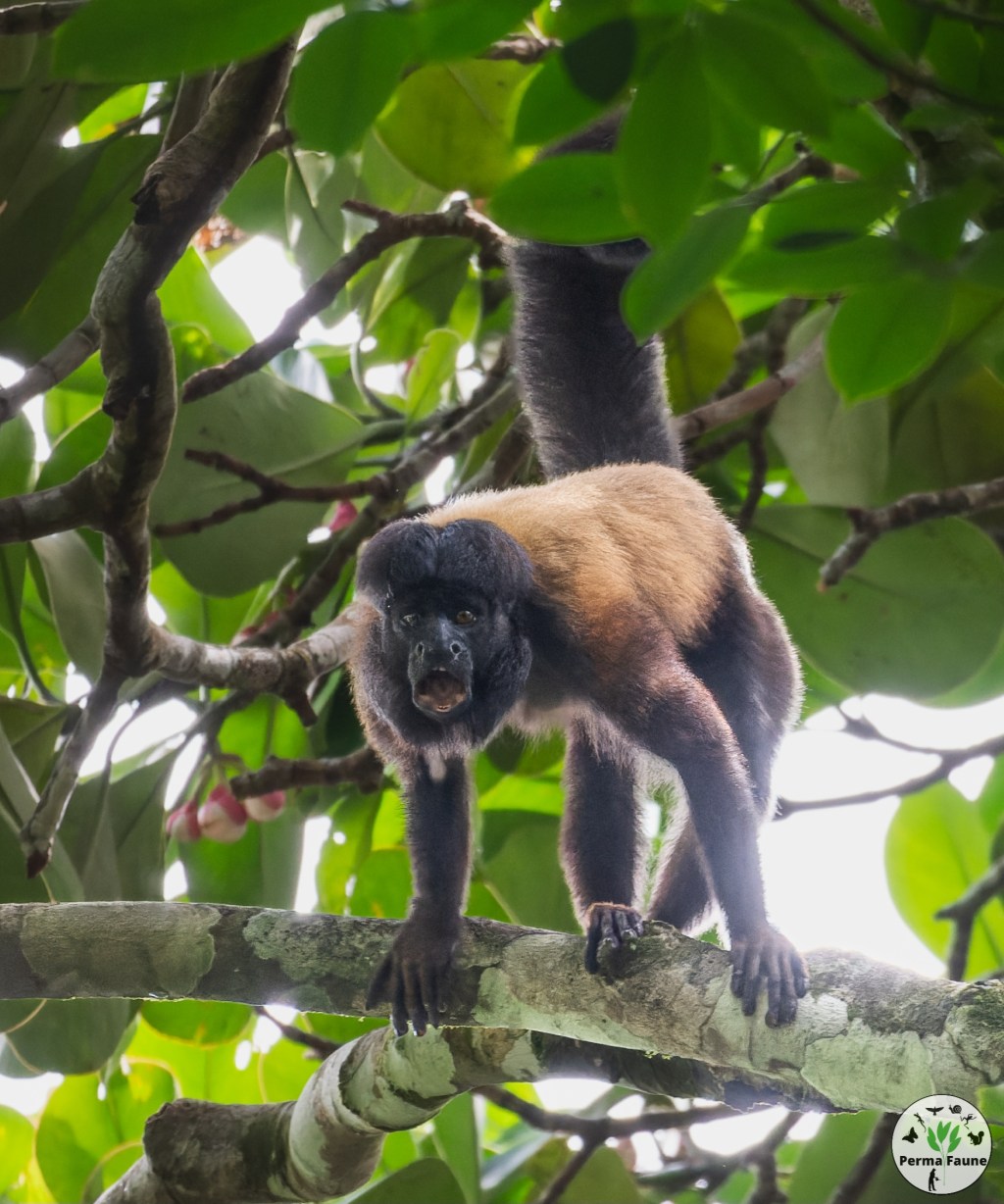Le singe le plus difficile à observer en Guyane&nbsp;!