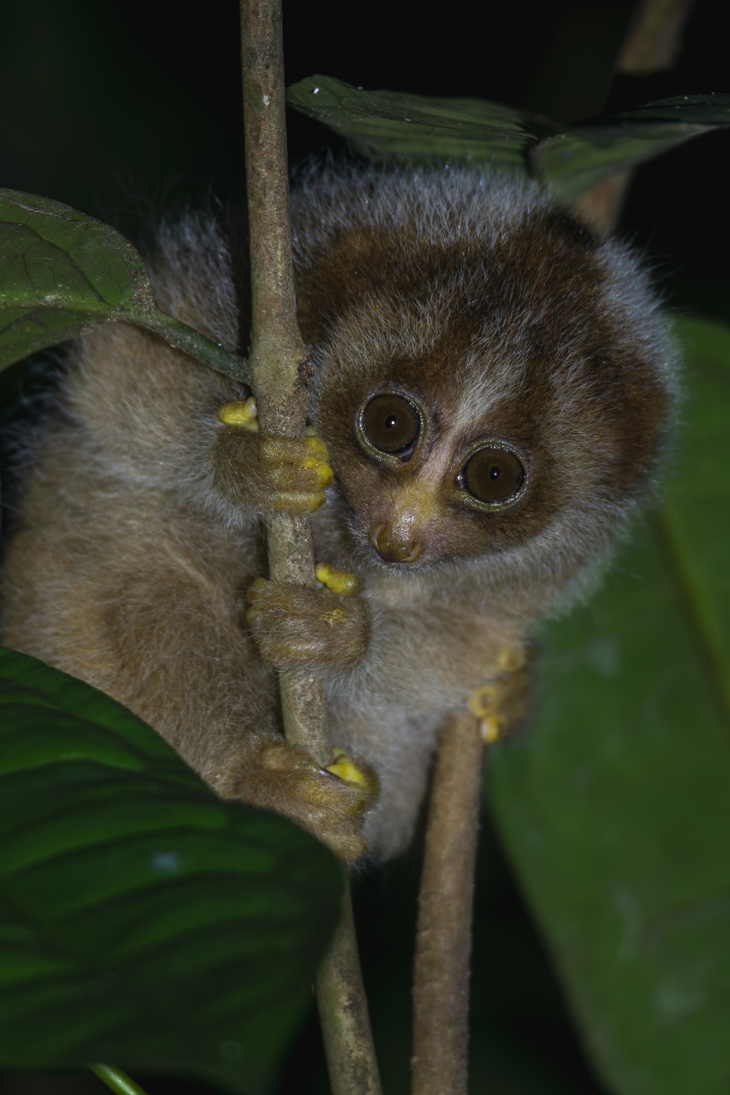 Le Loris lent, le seul primate venimeux du monde&nbsp;!