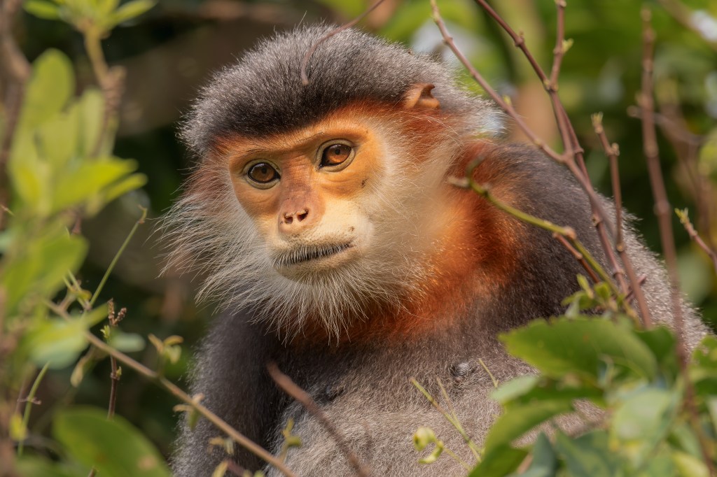 L&rsquo;un des plus beaux singes mais aussi un des plus menacés d&rsquo;extinction au&nbsp;monde