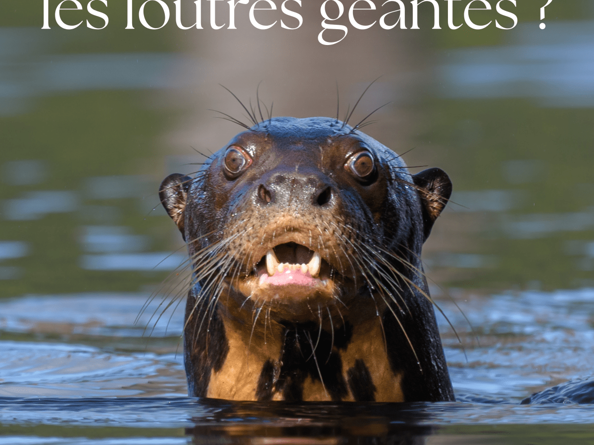 Comment les Loutres géantes disparaissent d’Amerique du&nbsp;sud…