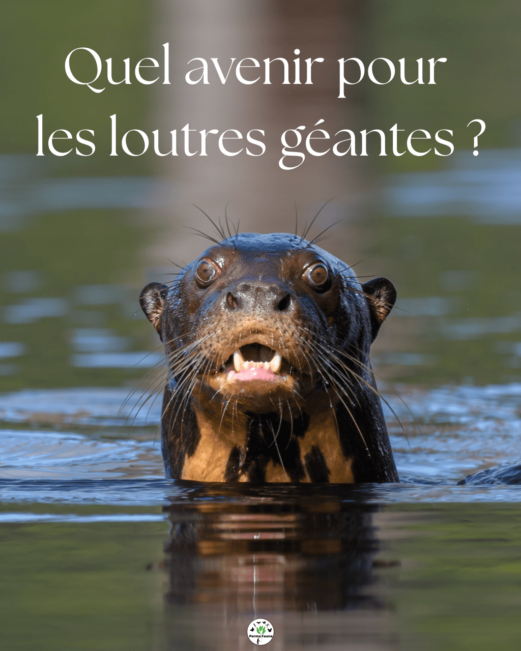 Comment les Loutres géantes disparaissent d’Amerique du&nbsp;sud…