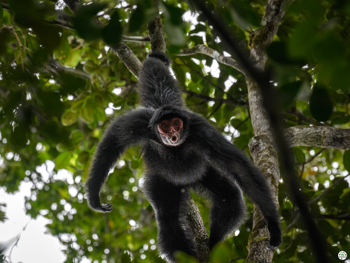 Les Atèles organisés en groupe &laquo;&nbsp;fusion-fission&nbsp;&raquo;