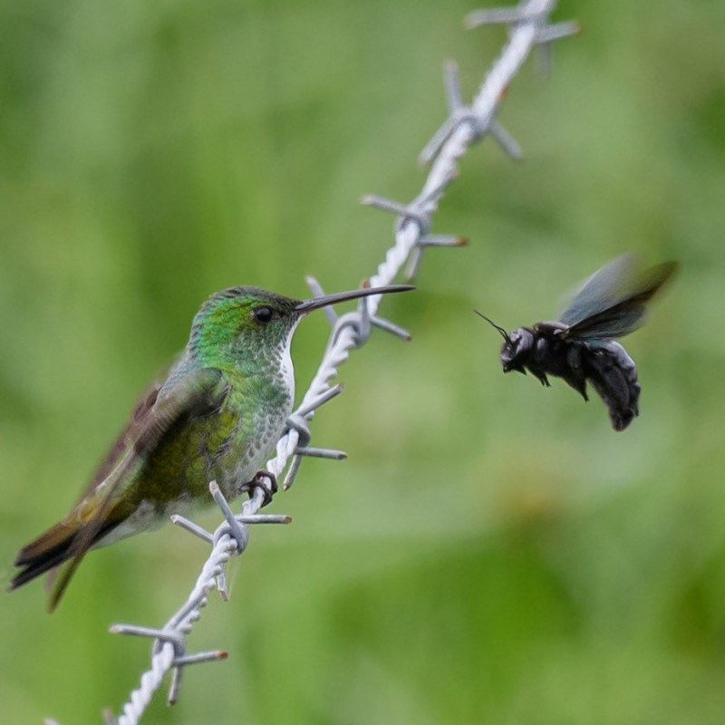 Le Colibri et le&nbsp;Xylocope