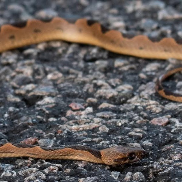 Association entre un serpent et une&nbsp;fourmilière