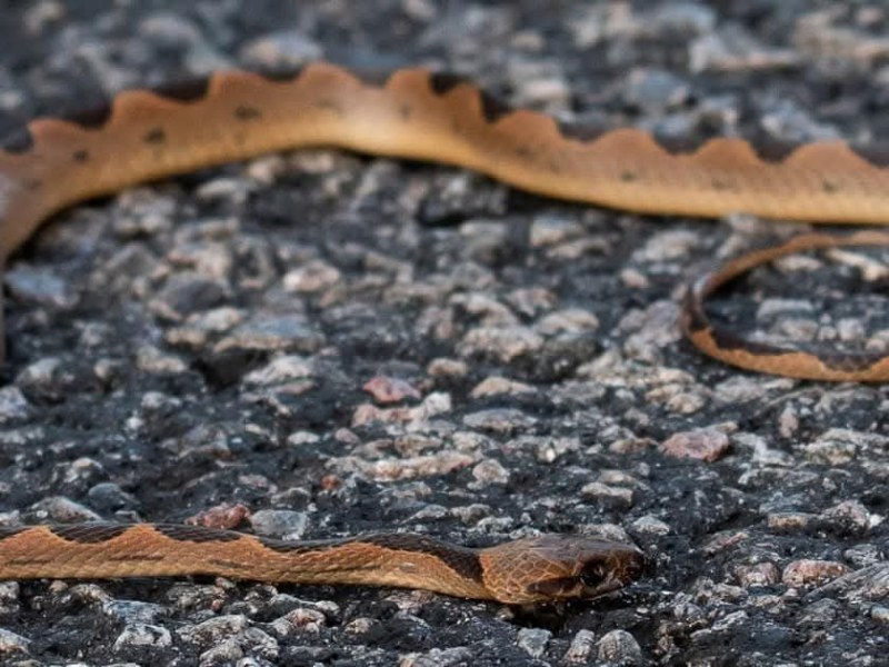 Association entre un serpent et une&nbsp;fourmilière