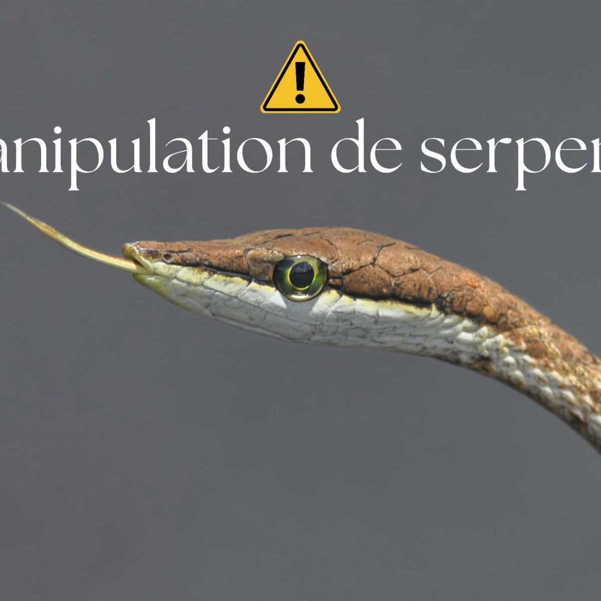 Manipulation de serpents