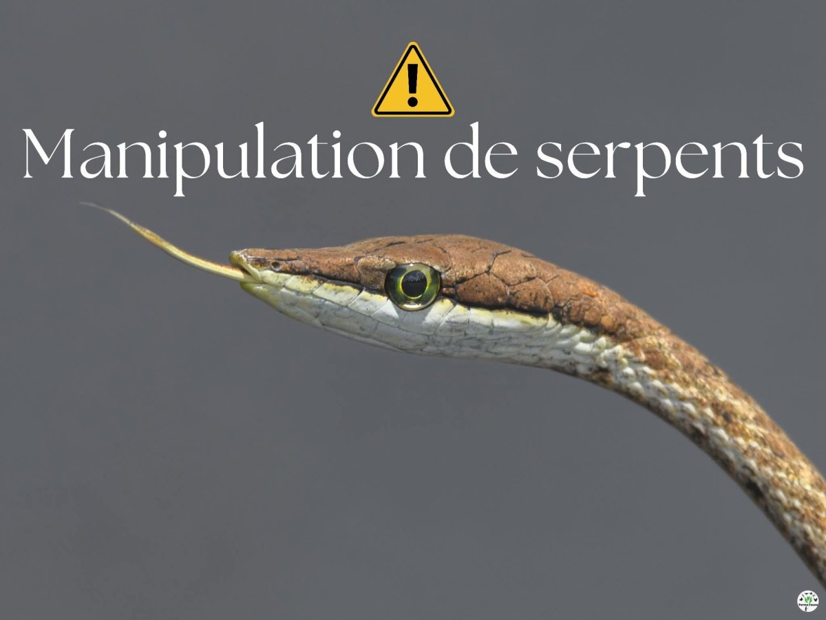 Manipulation de serpents