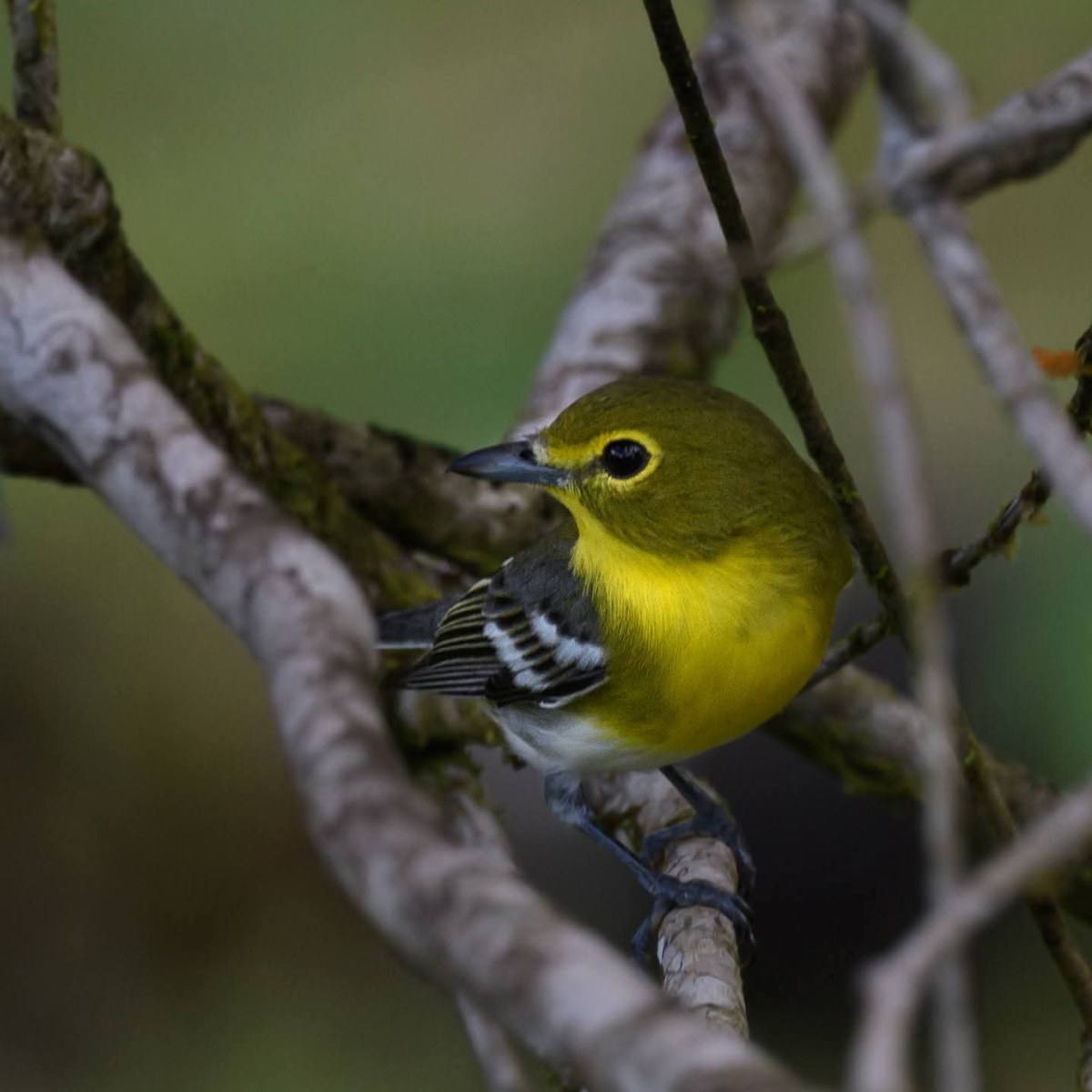 Nouvelle année et nouvel oiseau découvert pour la Guyane&nbsp;🥳